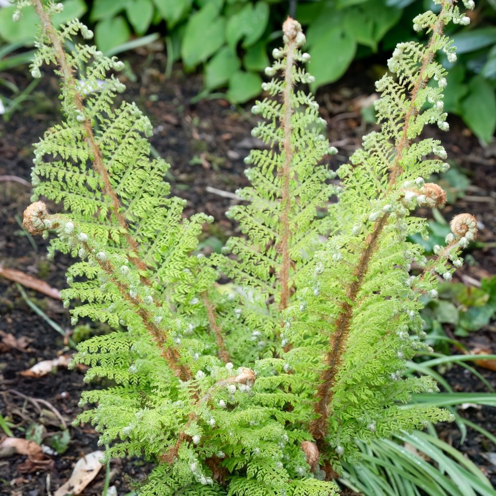 Fougère Polystichum setiferum, polystic à soies ou fougère des fleuristes main product photo