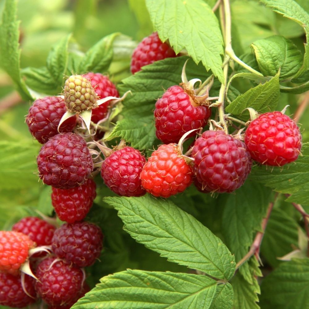 Framboisier Zeva (remontant) main product photo