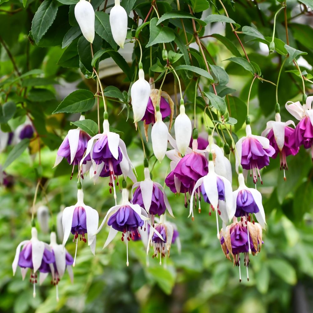 Fuchsia retombant Blue Angel main product photo