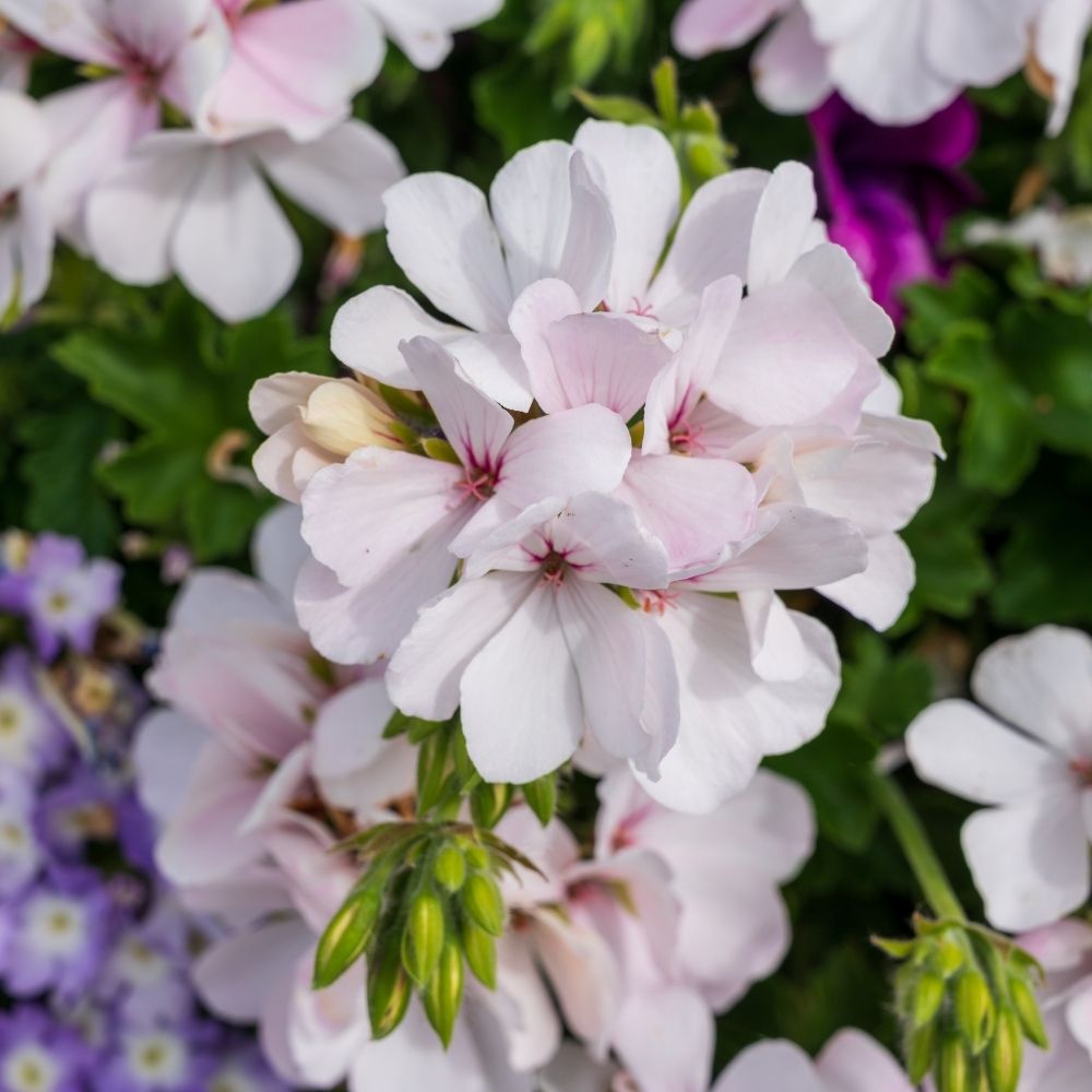 Géranium Lierre double BLANCHE ROCHE Guitoublanc main product photo