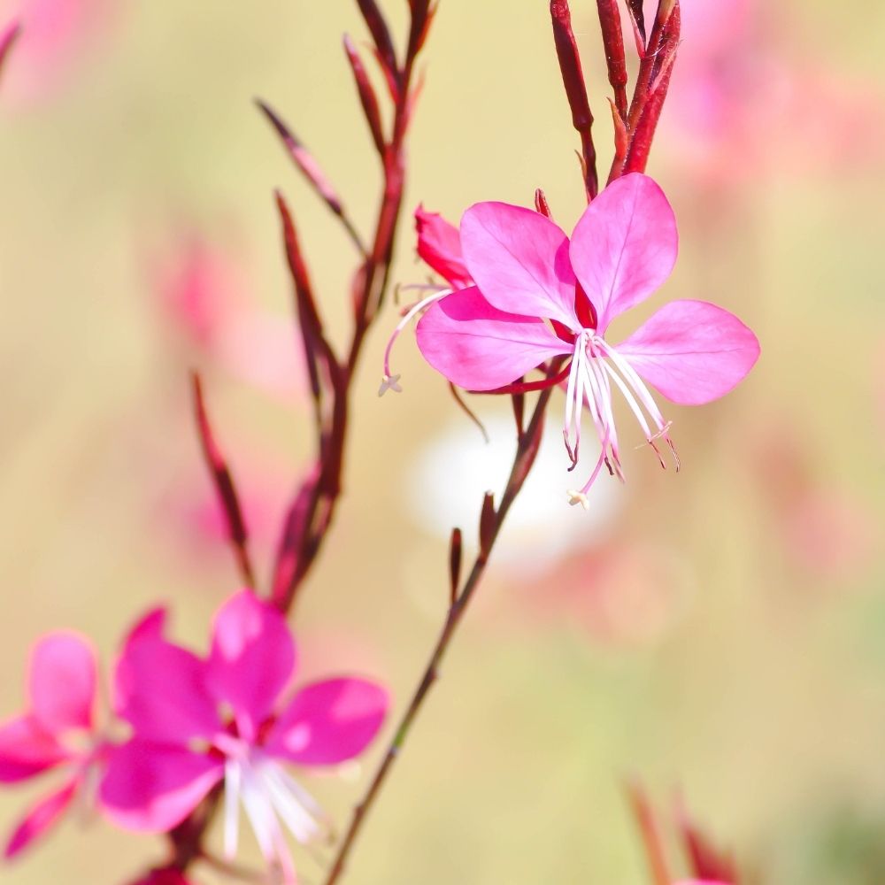 Gaura Crimson Butterfly main product photo