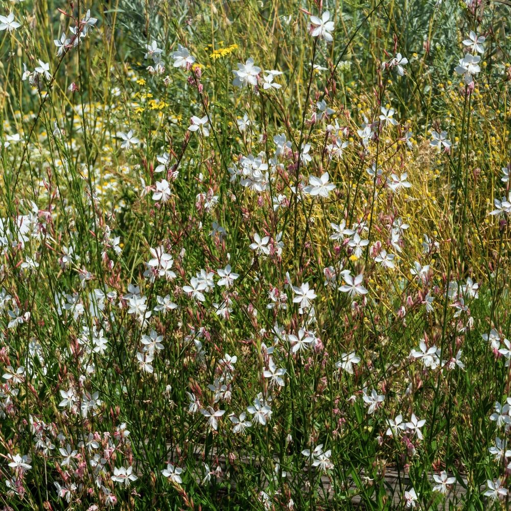 Gaura Snowstorm main product photo