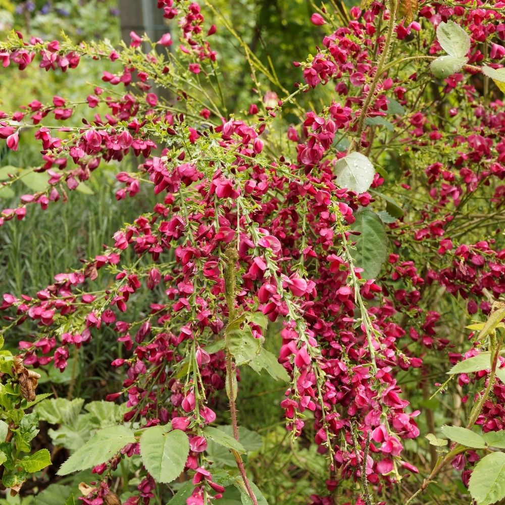 Genêt à balais Ruby main product photo