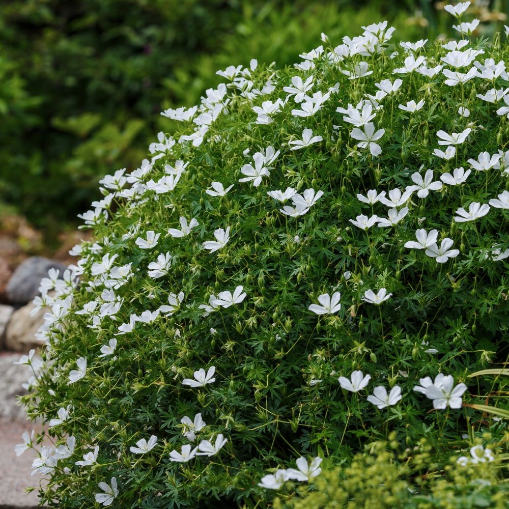 Geranium vivace sanguineum Album main product photo