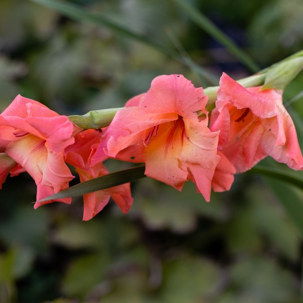 Glaïeul Peter Pears main product photo