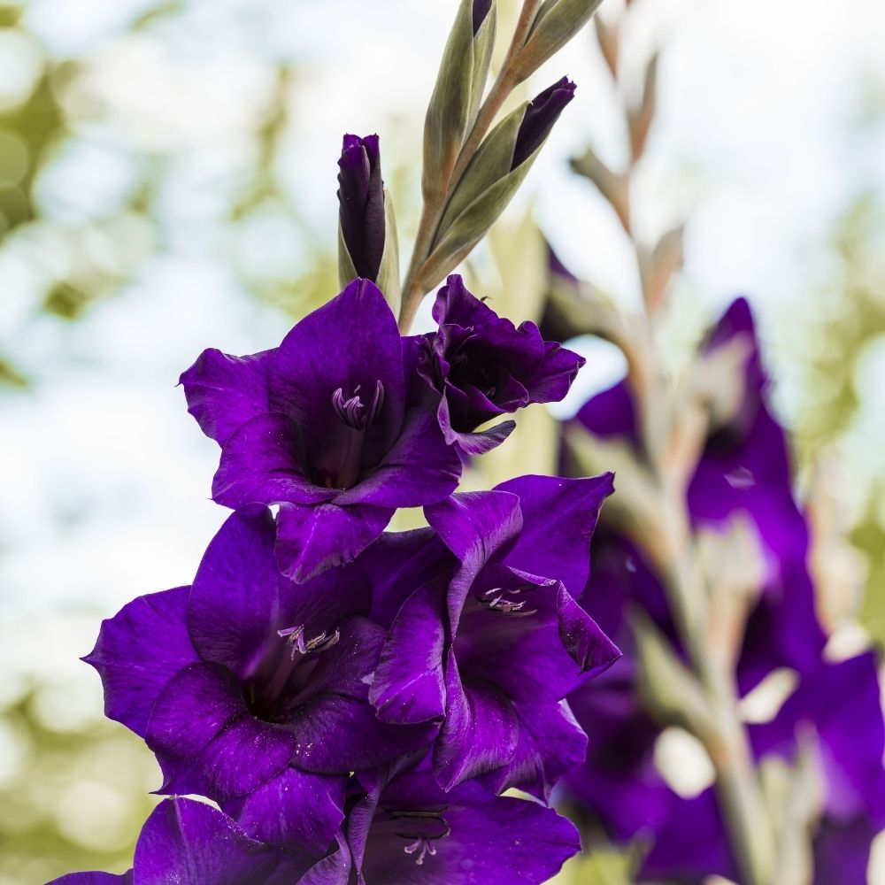 Glaïeul Deep Purple main product photo