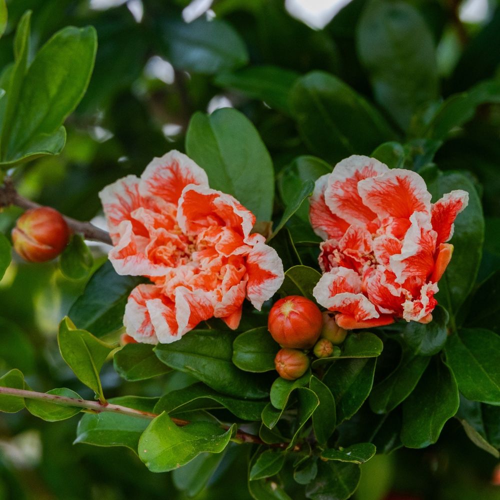 Grenadier à fleurs California Sunset main product photo