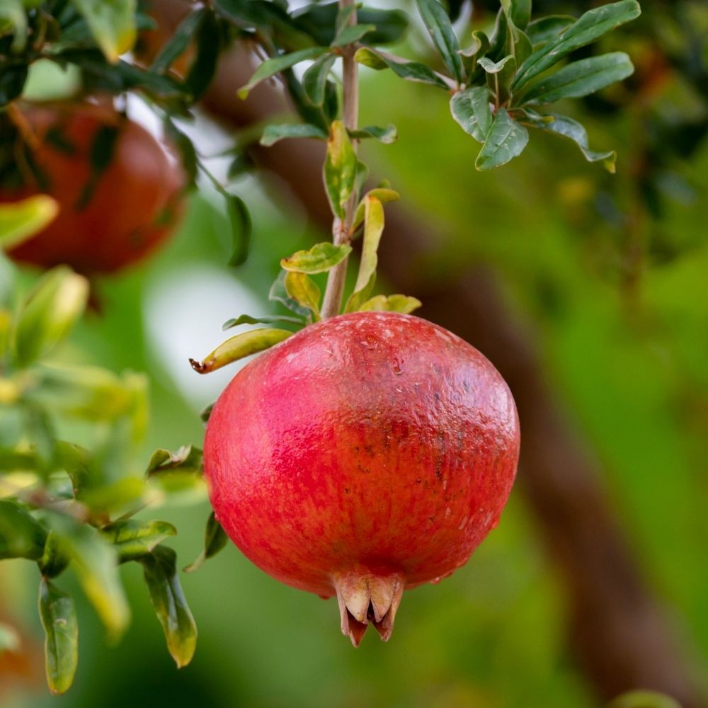 Grenadier à fruits Provence main product photo