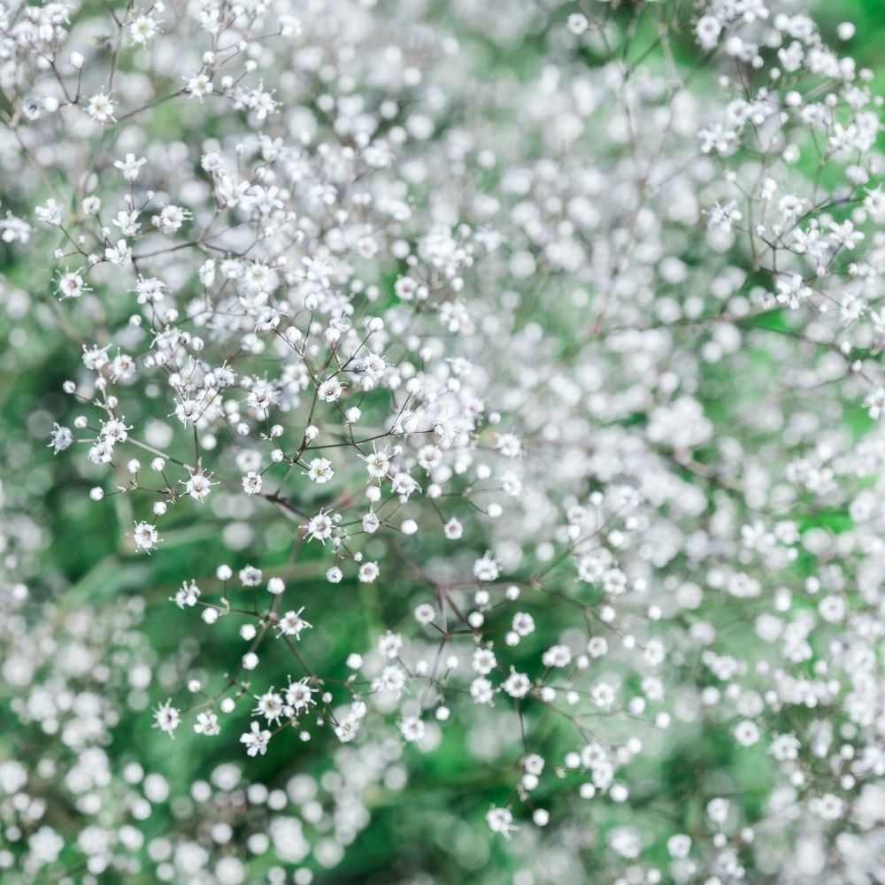 Gypsophile Bristol Fairy main product photo