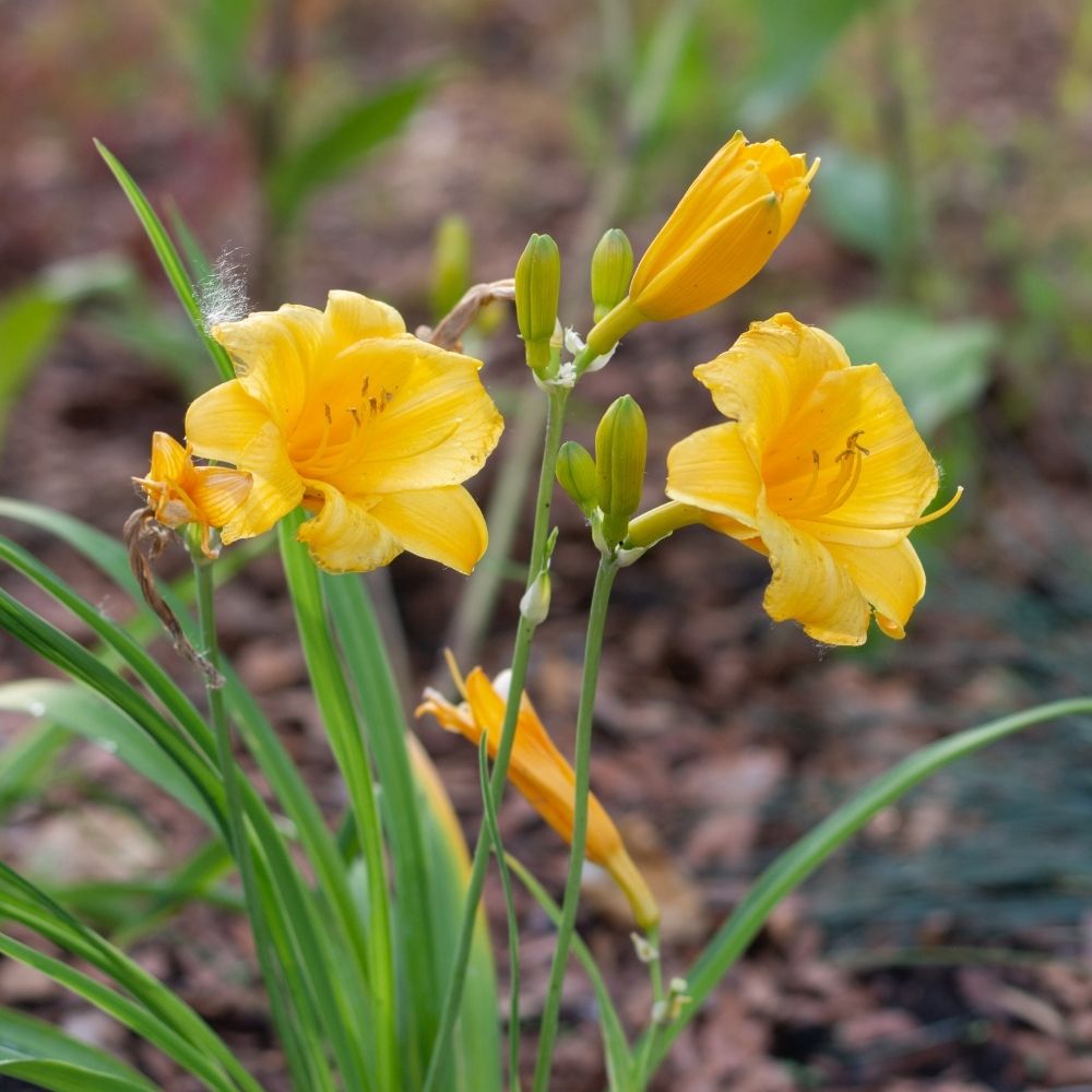 Hémérocalle naine Stella de Oro main product photo