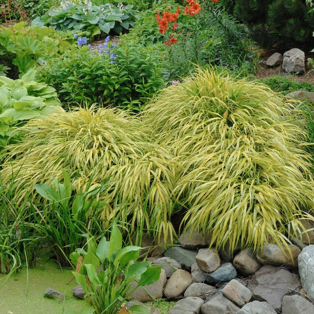 Herbe du Japon Aureola main product photo