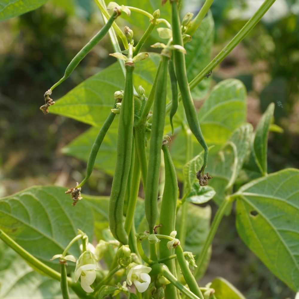 Haricot nain filet sans fil Bravo main product photo