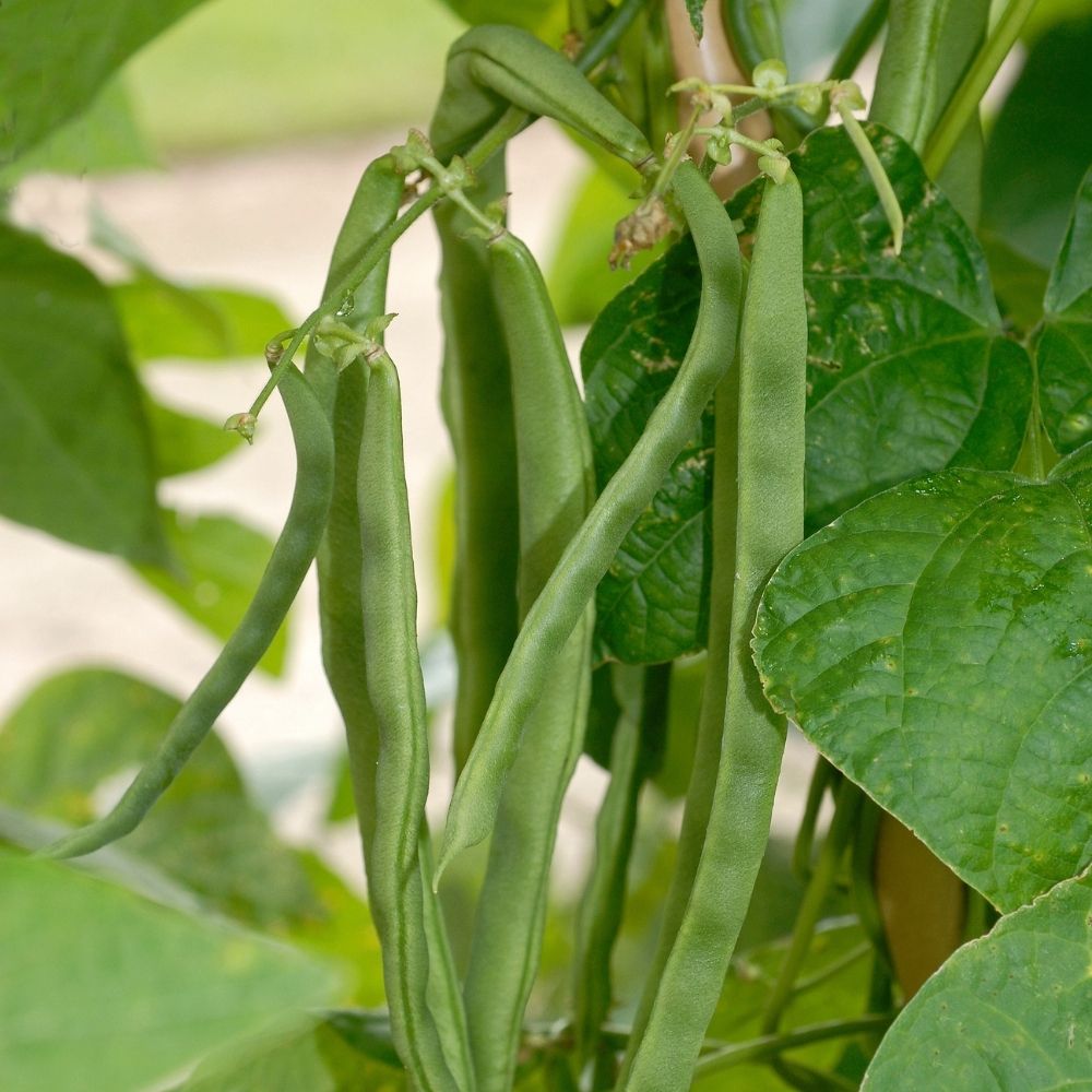 Haricot nain mangetout Roma 2 main product photo