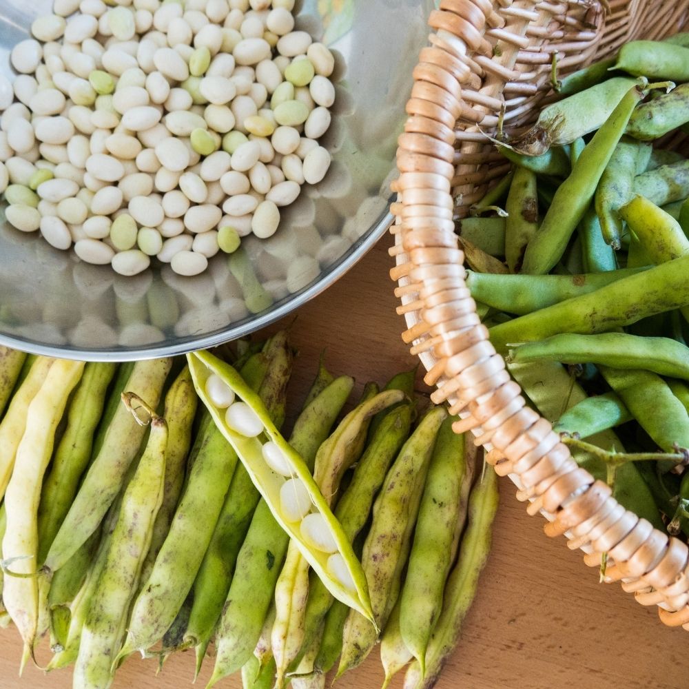 Haricot à rames à écosser Soissons Maïs Type Tarbais main product photo