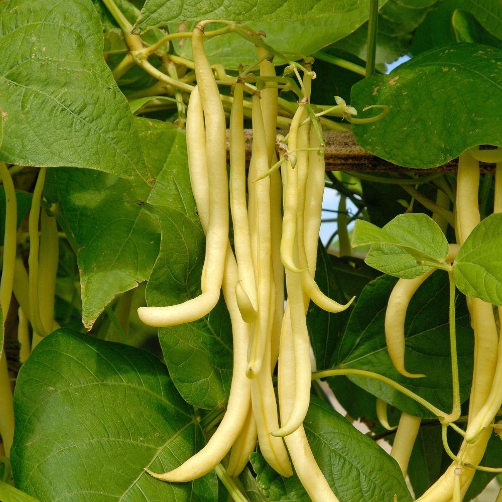 Haricot à rames mangetout Monte Gusto main product photo