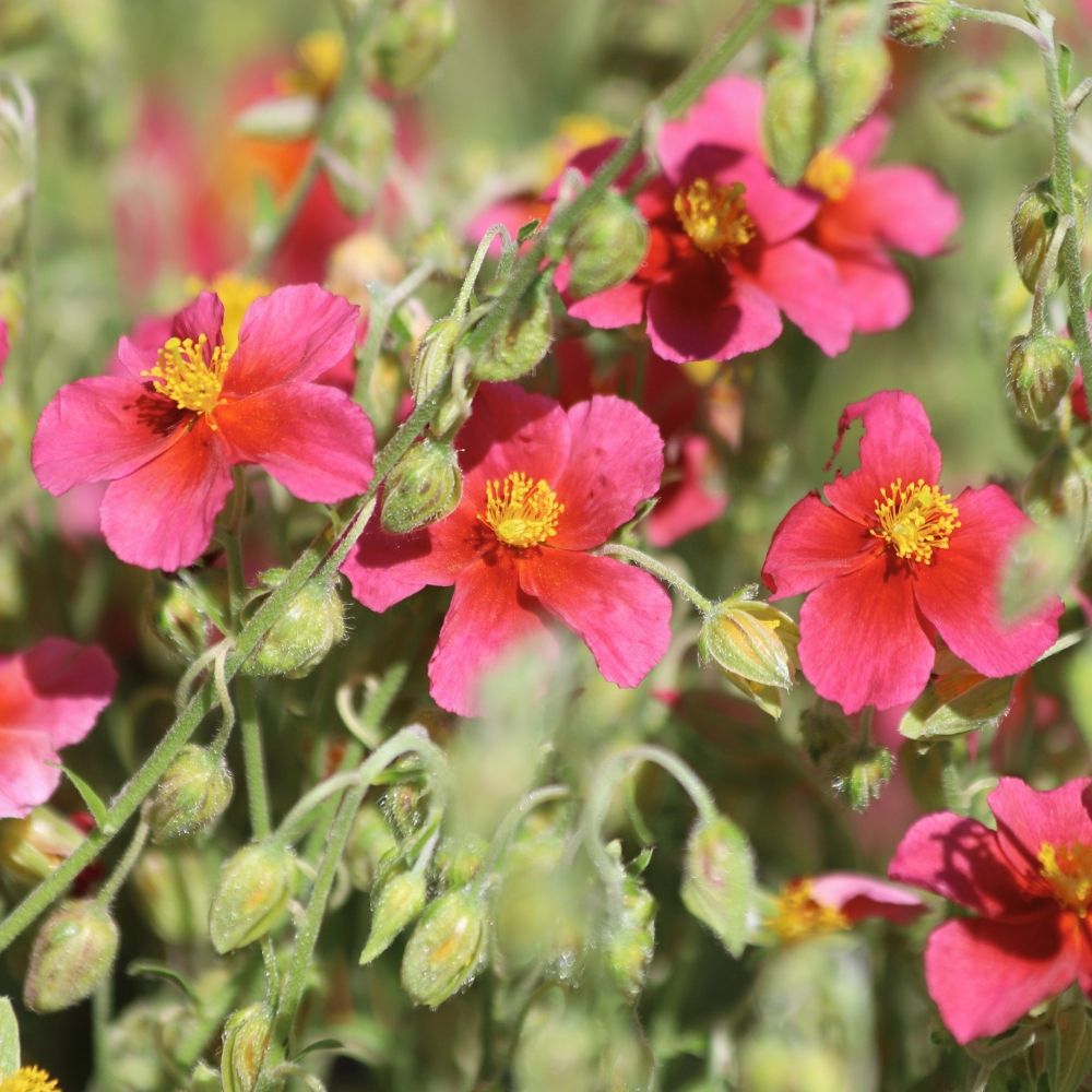 Helianthemum Hartswood Ruby main product photo