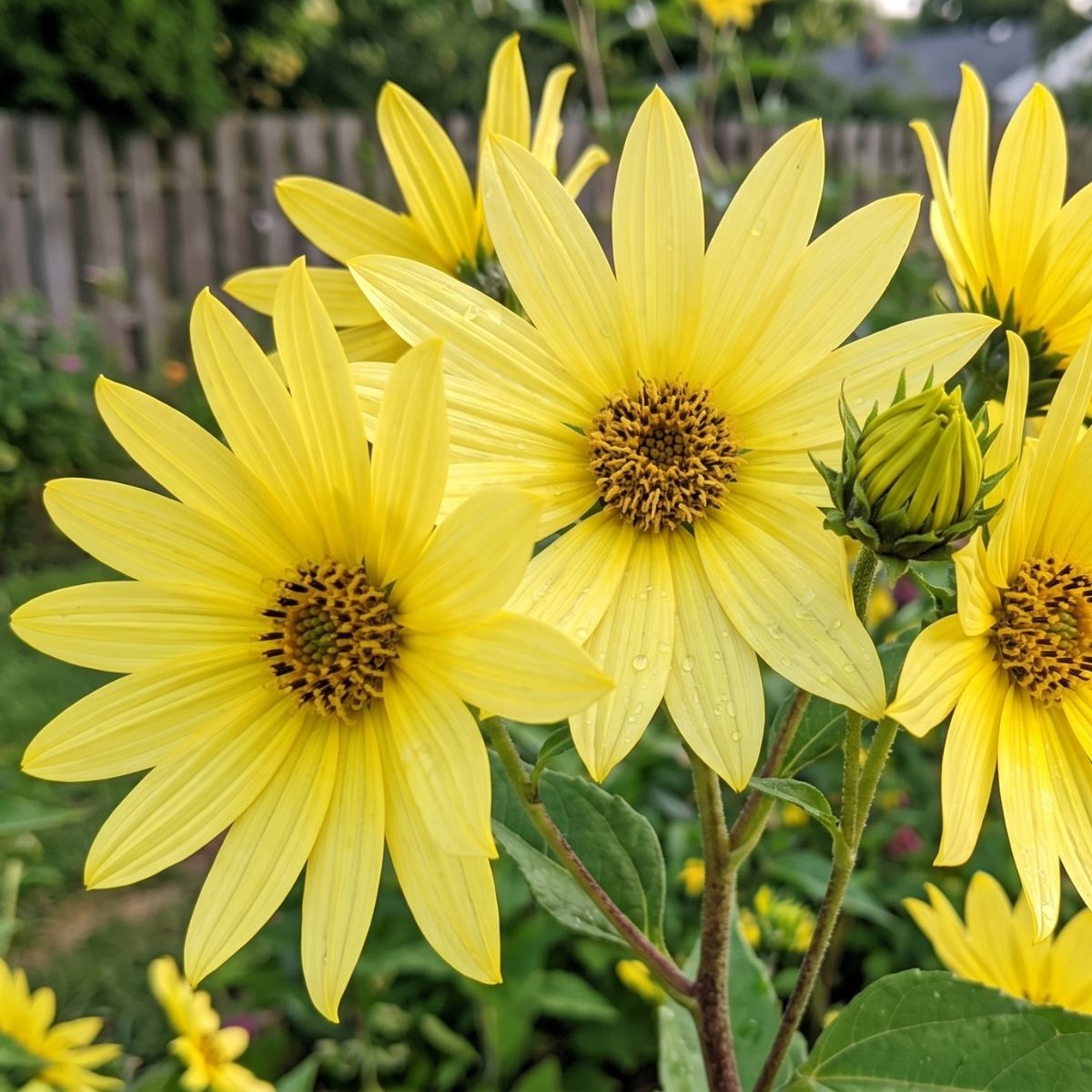 Helianthus hybride Lemon Queen main product photo