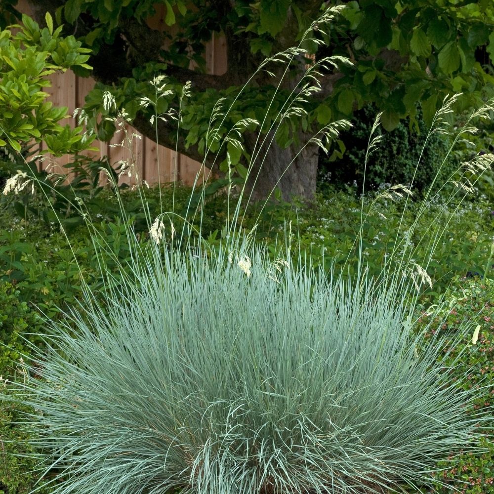 Graminée Avena sempervirens ou Helictotrichon sempervirens main product photo