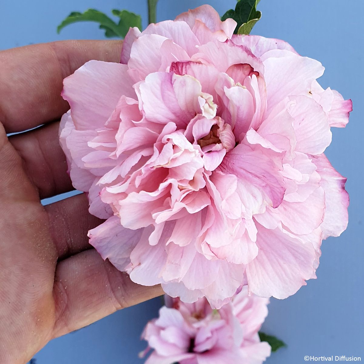 Althéa ou Hibiscus syriacus FRENCH CABARET ® 'Mindoupi7' main product photo