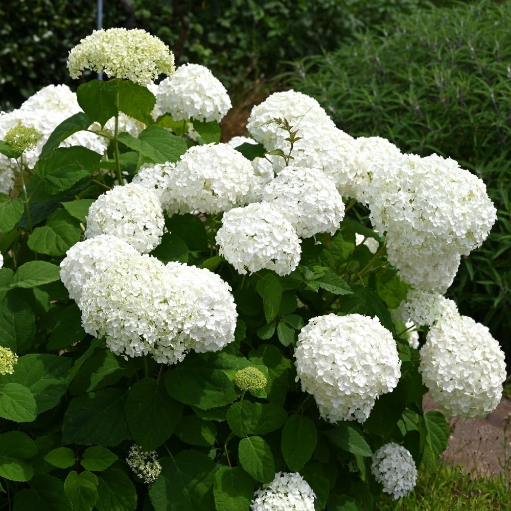 Hortensia blanc Strong Annabelle main product photo