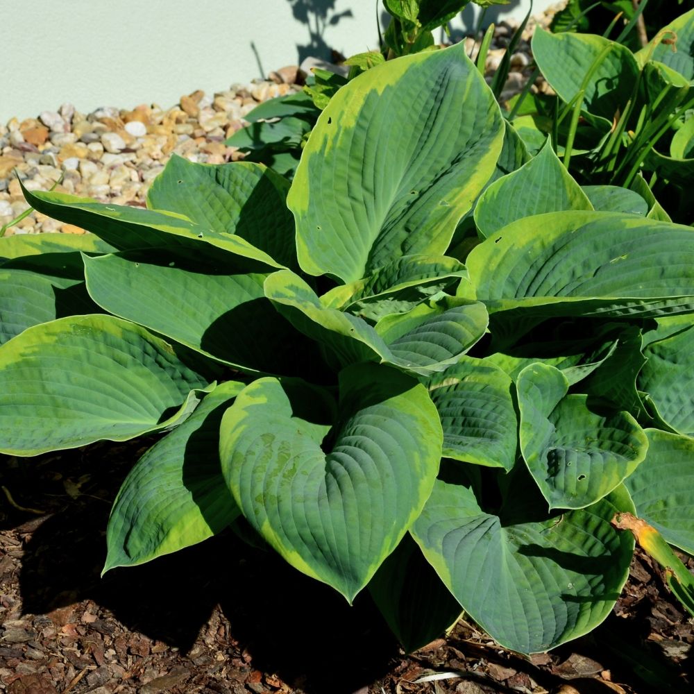 Hosta Frances Williams main product photo