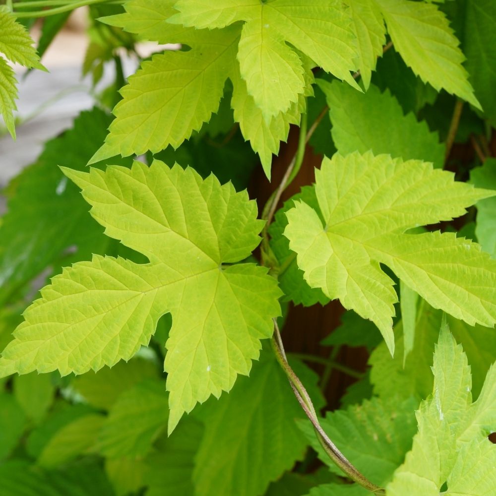 Houblon doré main product photo
