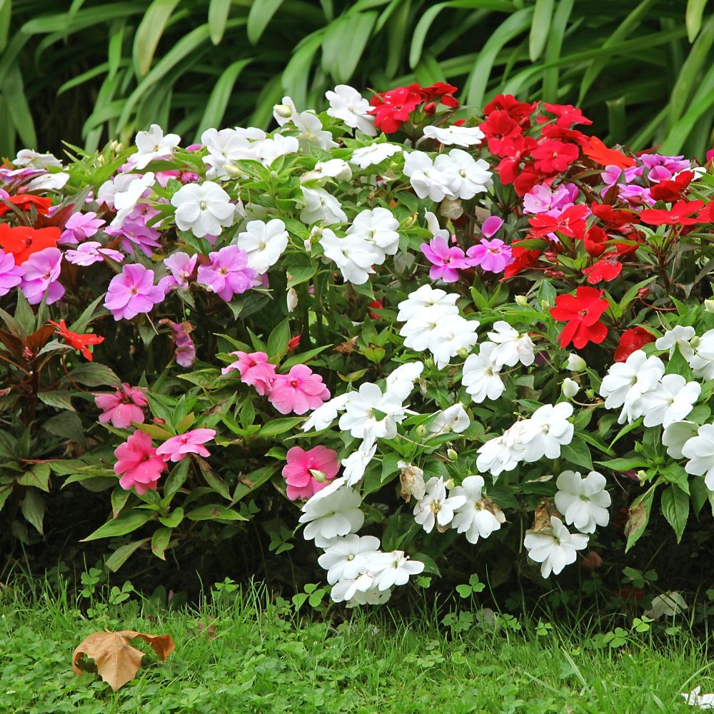 Impatiens Hybride varié main product photo