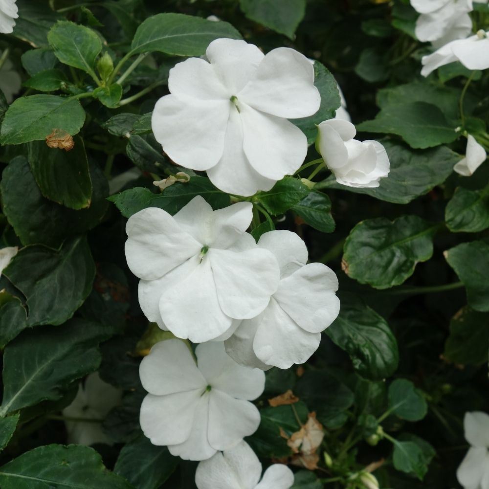 Impatiens SUNPATIENS® Vigorous Clear White main product photo