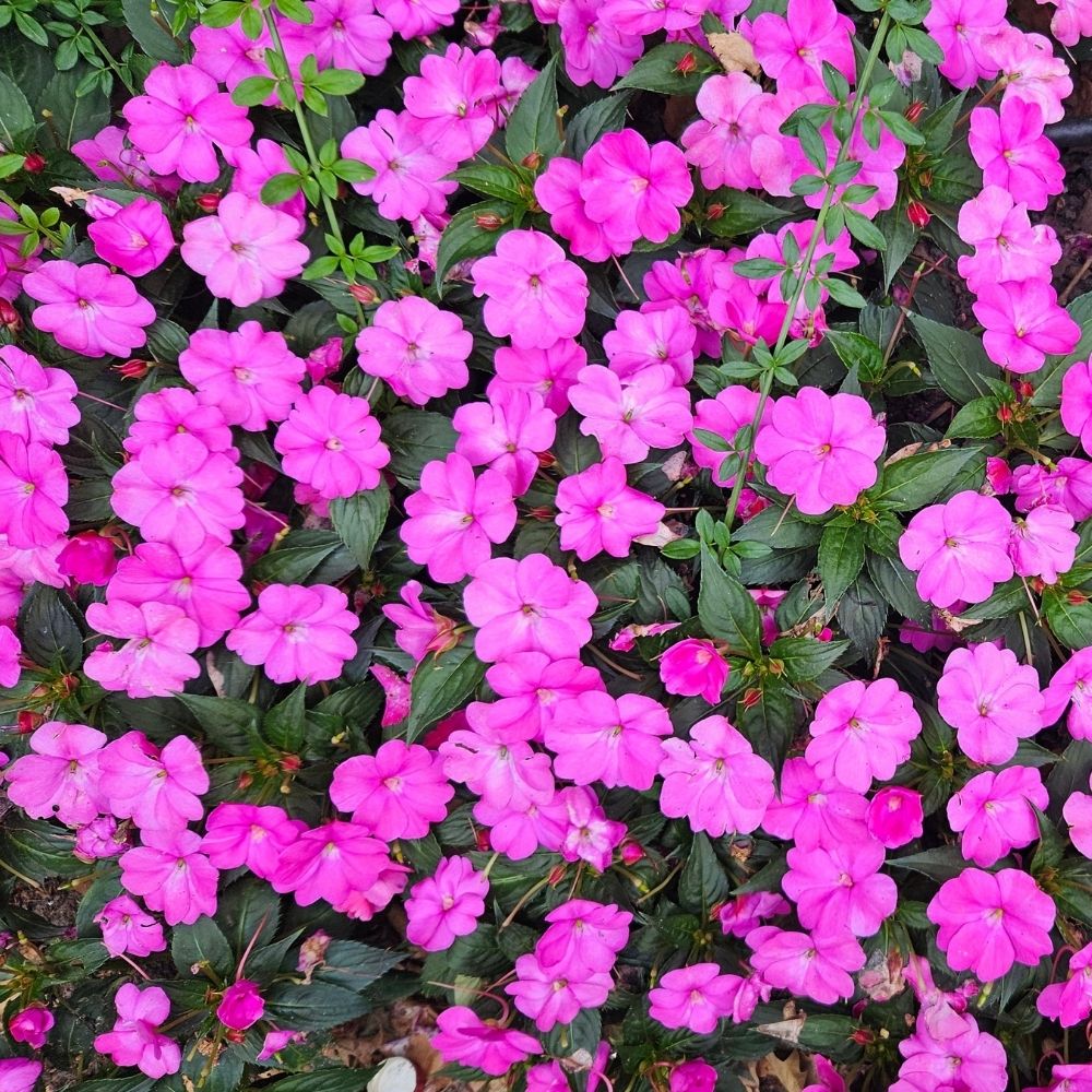 Impatiens SUNPATIENS® Vigorous Lavender main product photo