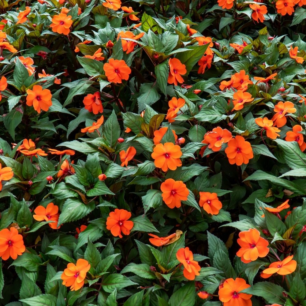 Impatiens SUNPATIENS® Vigorous Orange main product photo