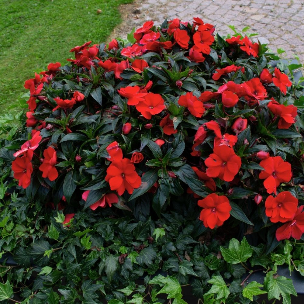 Impatiens SUNPATIENS® Vigorous Scarlet main product photo