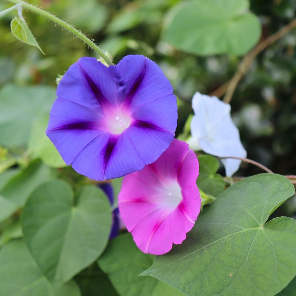 Ipomée Volubilis varié main product photo