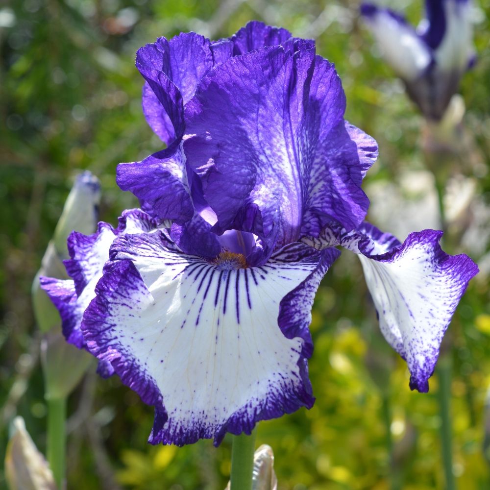 Iris à grandes fleurs Art Déco main product photo