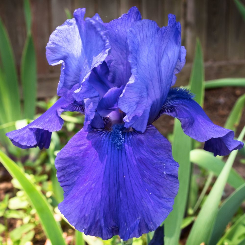 Iris à grandes fleurs Mer du Sud main product photo