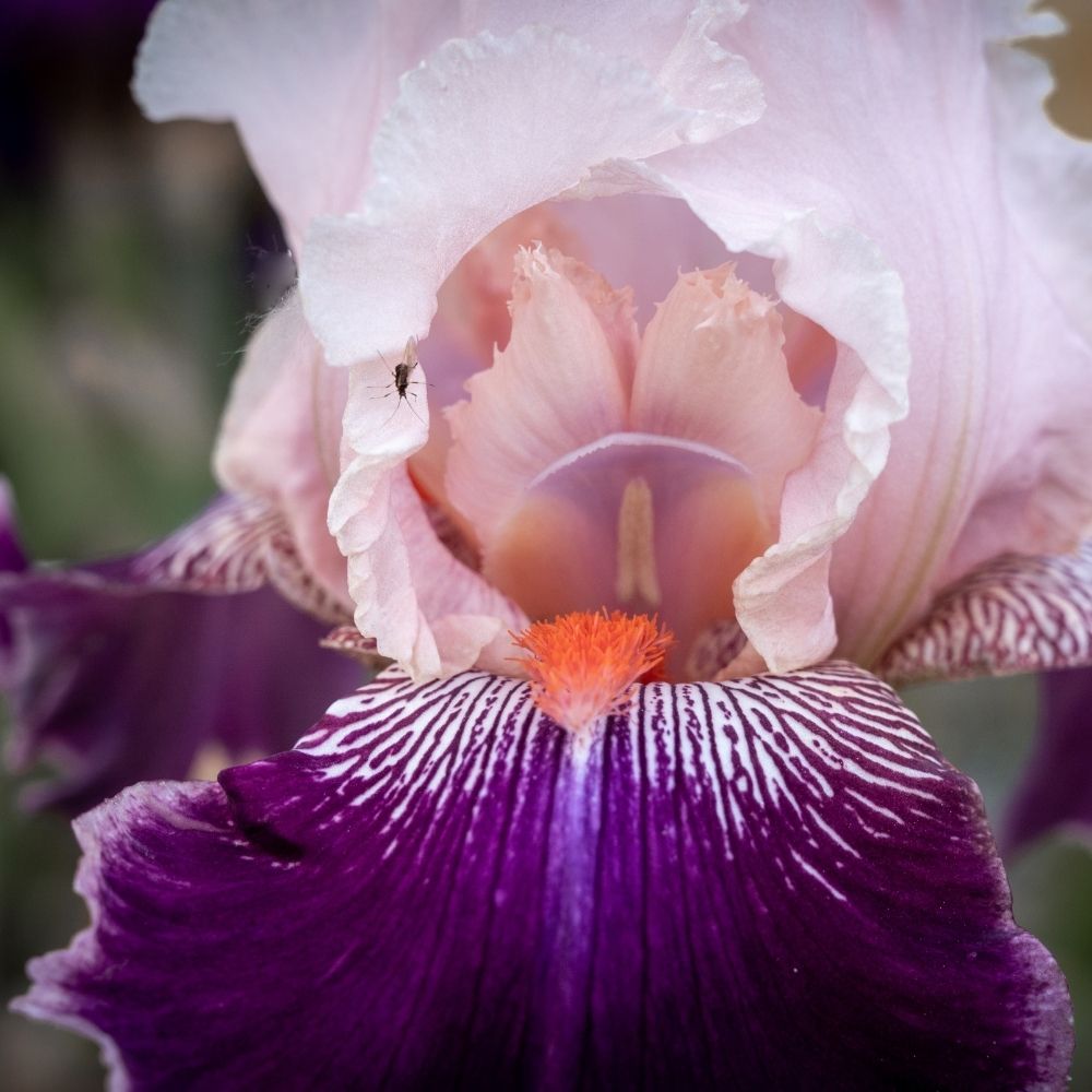 Iris à grandes fleurs Robe du Soir main product photo