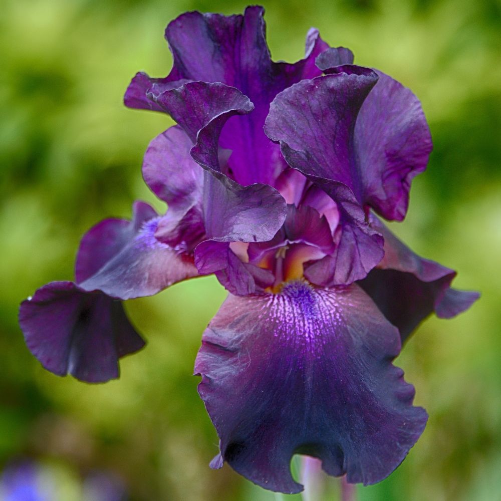 Iris à grandes fleurs Rosalie Figge main product photo