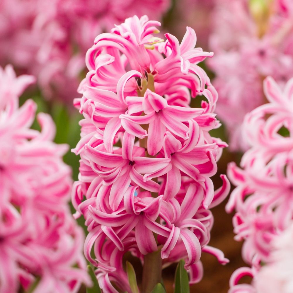 Jacinthe à massifs Fondante main product photo