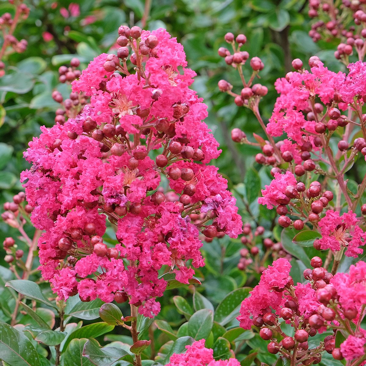 Lilas des Indes, Lagerstroemia Souvenir d'André Desmartis main product photo