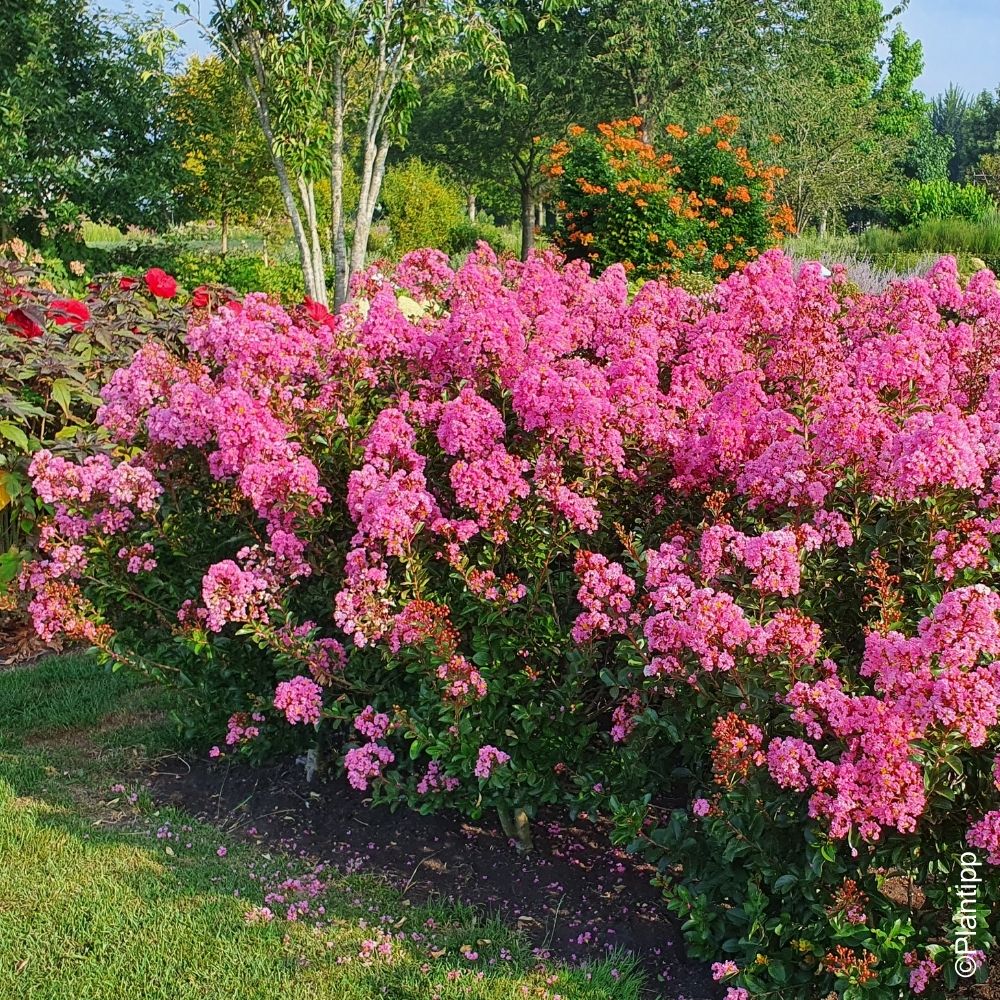 Lilas des Indes, Lagerstroemia Eveline main product photo