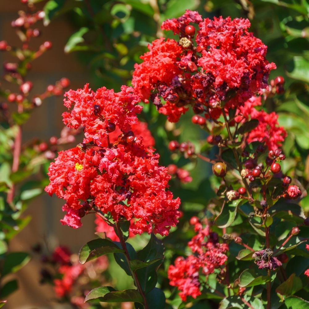 Lagerstroemia indica Petite Red ou Lilas des Indes main product photo
