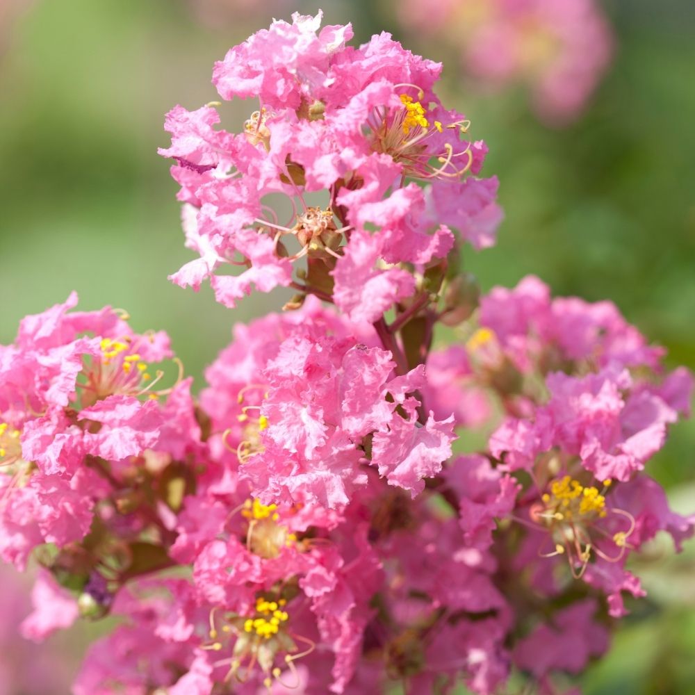 Lagerstroemia indica ou lilas des Indes rose Thé main product photo