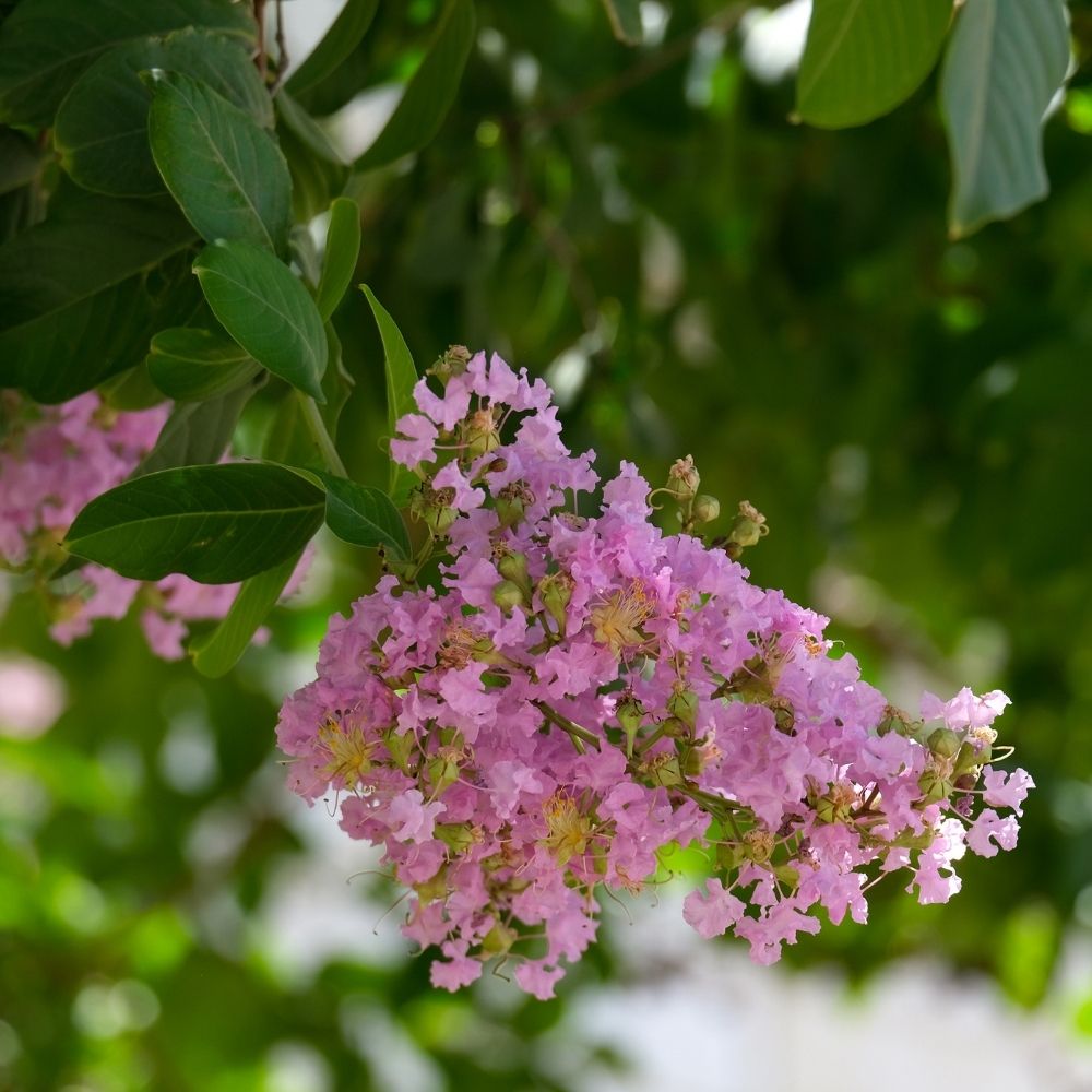 Lagerstroemia indica ou lilas des Indes rose indien main product photo