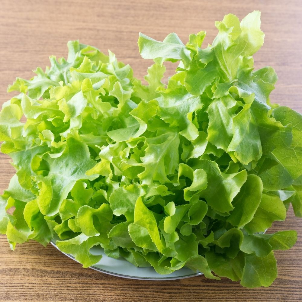 Laitue à couper Salad Bowl verte main product photo