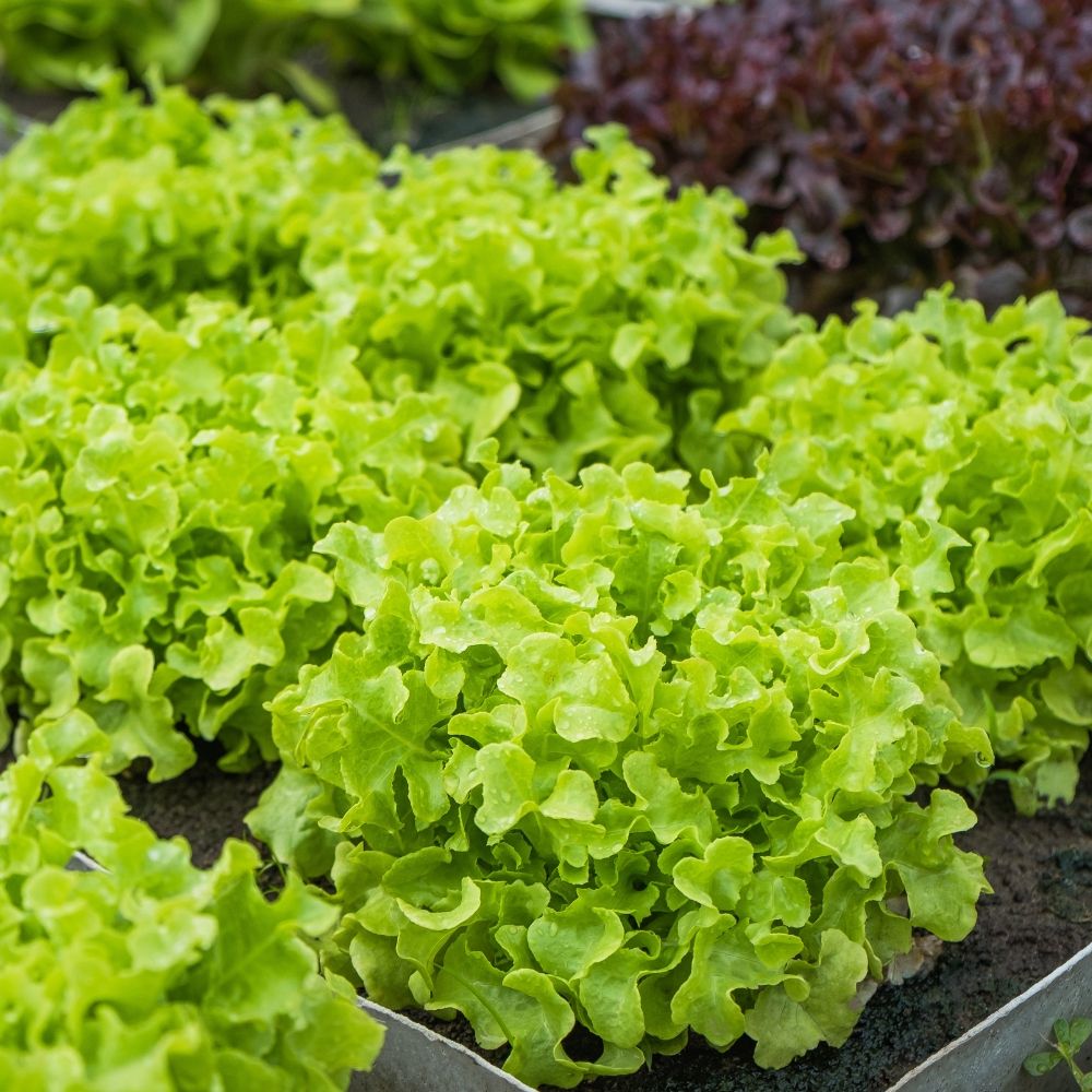 Laitue à couper Salad Bowl verte BIO main product photo