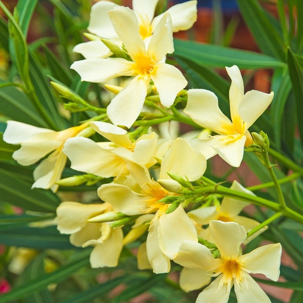 Laurier-rose Isle of Capri – Nerium oleander main product photo