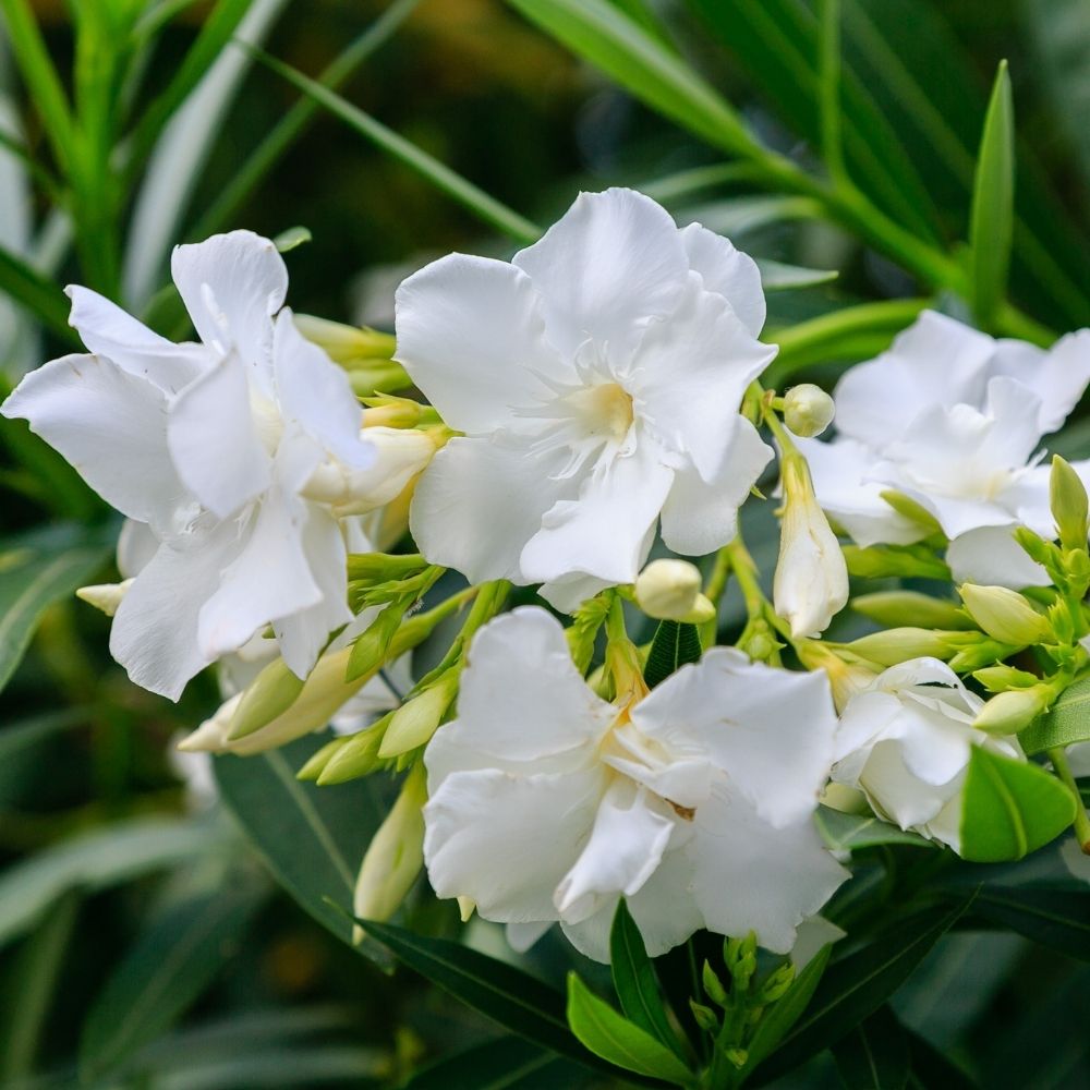 Laurier-rose Mont Blanc – Nerium oleander main product photo