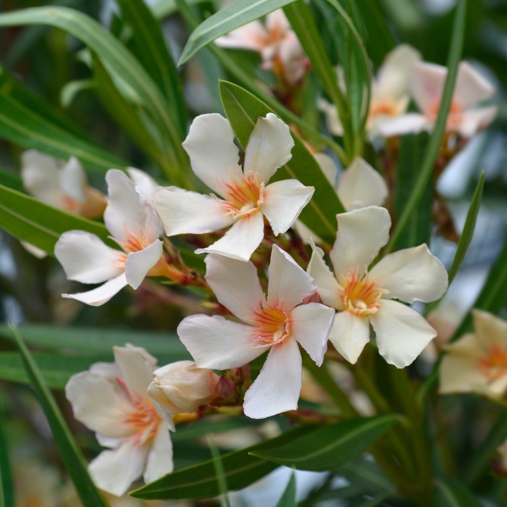 Laurier rose Angiolo Pucci - Nerium oleander main product photo