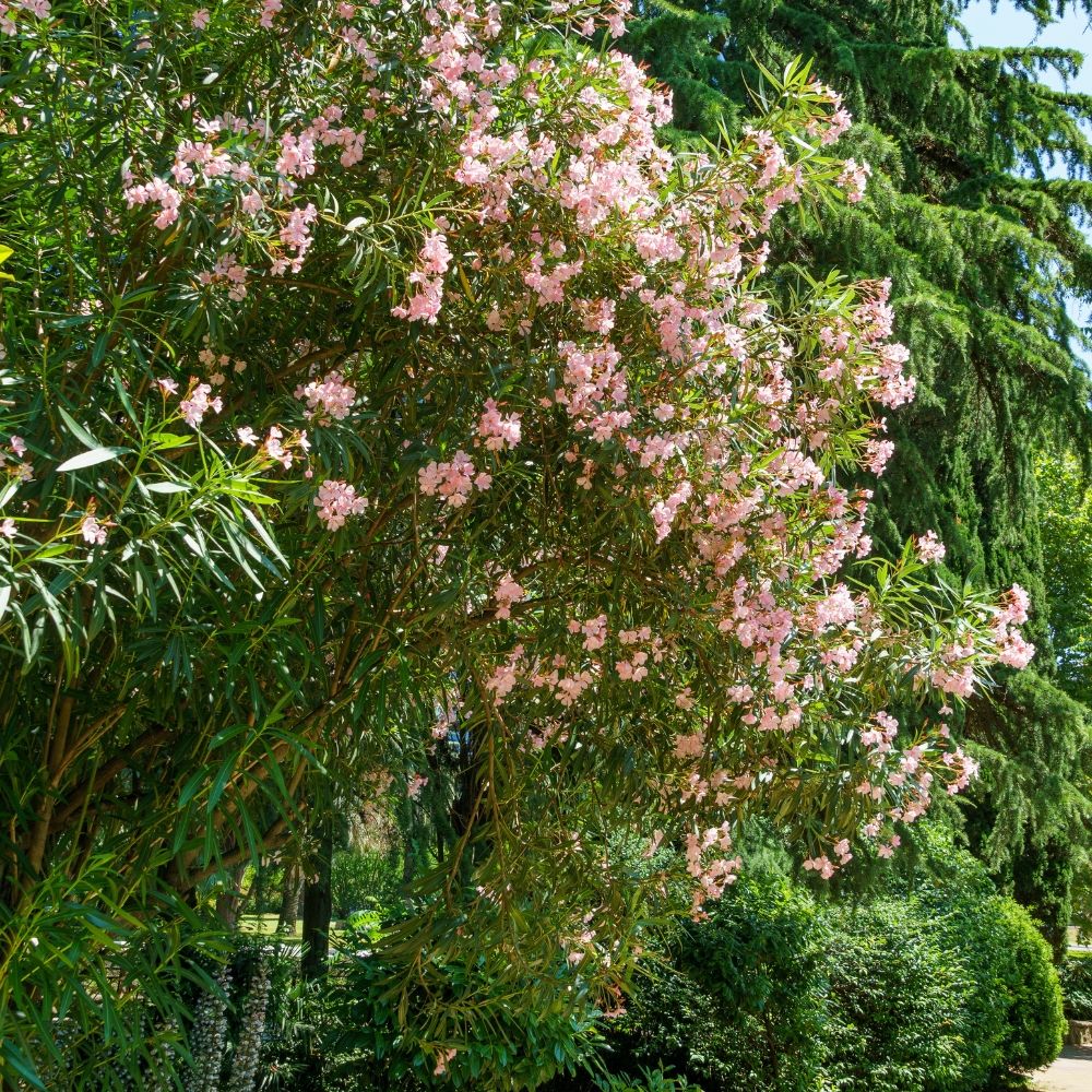Laurier-rose ou Nerium oleander Tito Poggi main product photo