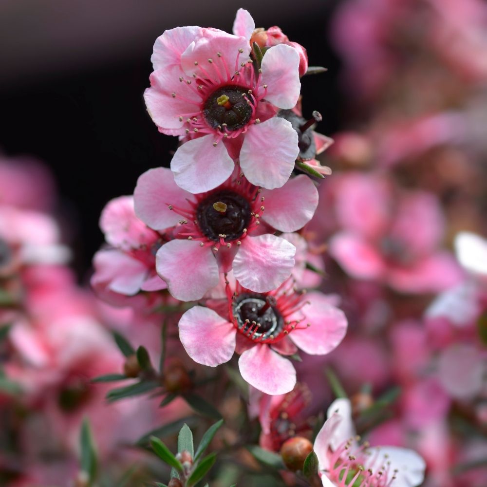 Leptospermum scoparium Martini - Arbre à thé main product photo