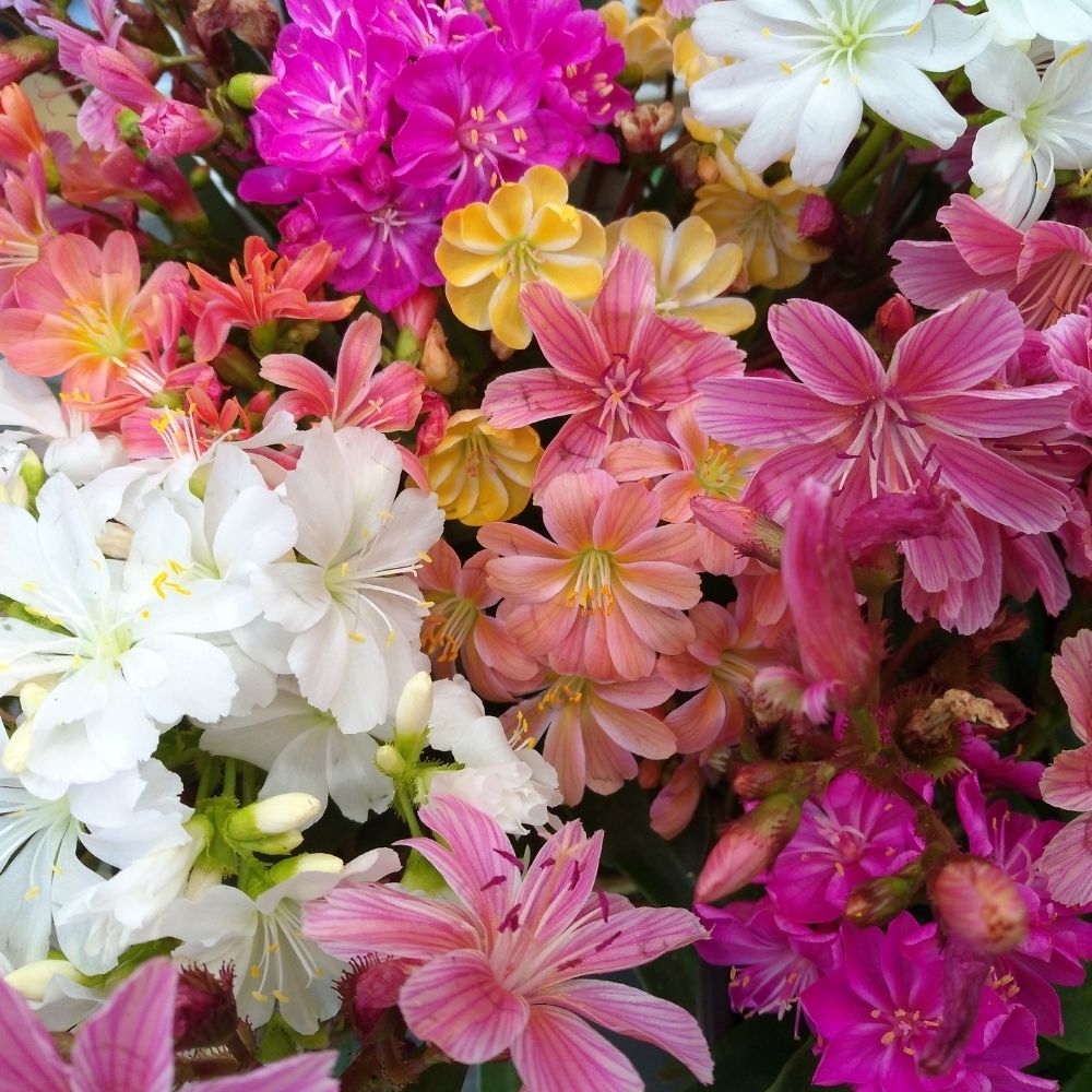 Lewisia cotyledon en mélange main product photo